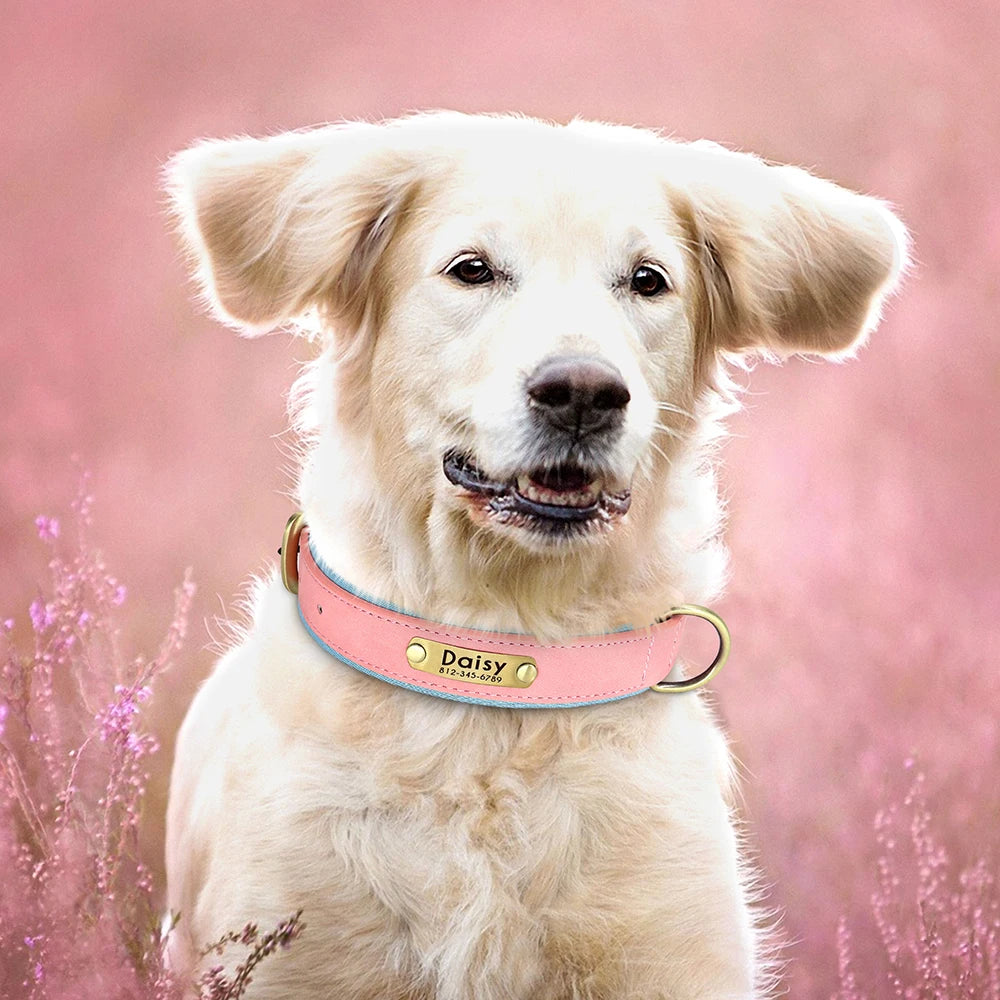 Paws & ID Custom Engraved Collar