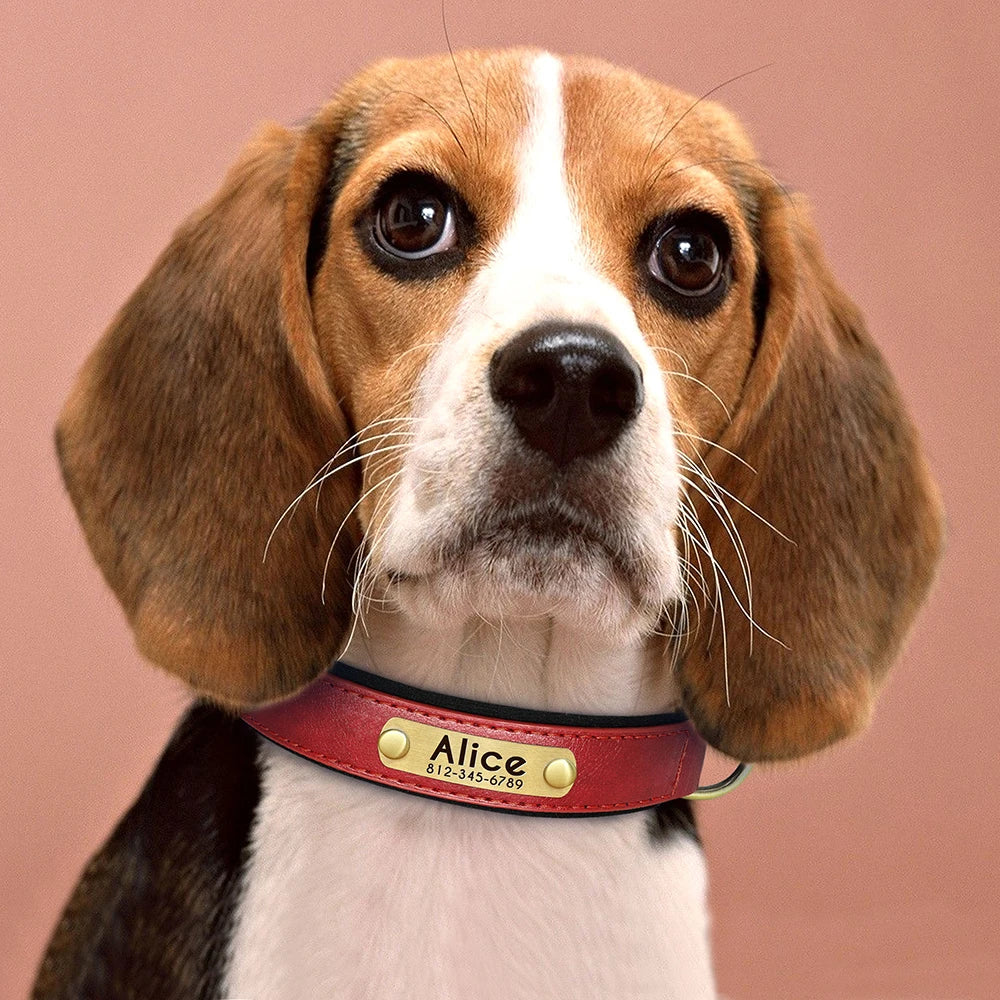 Paws & ID Custom Engraved Collar