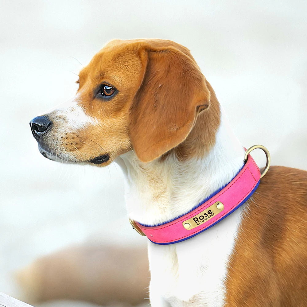 Paws & ID Custom Engraved Collar