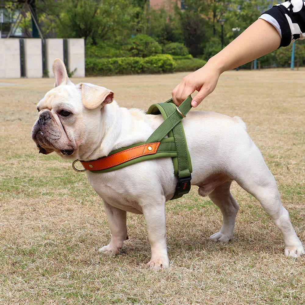 Gentle Walk Harness
