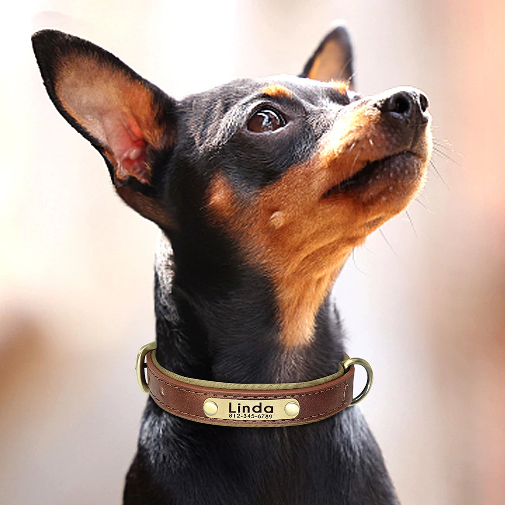 Paws & ID Custom Engraved Collar