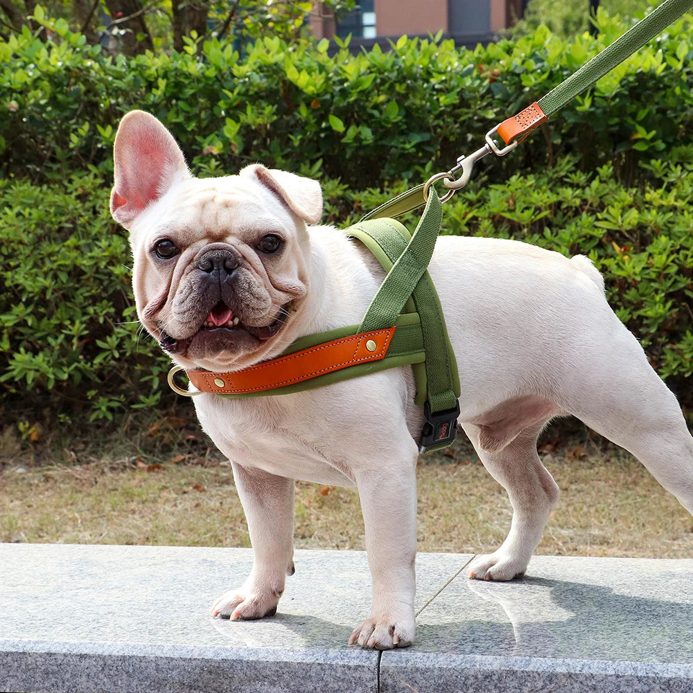Gentle Walk Harness