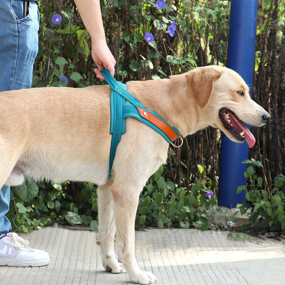 Gentle Walk Harness