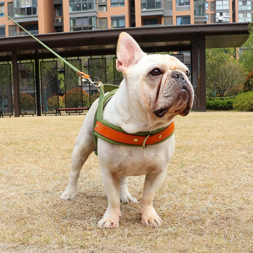 Gentle Walk Harness