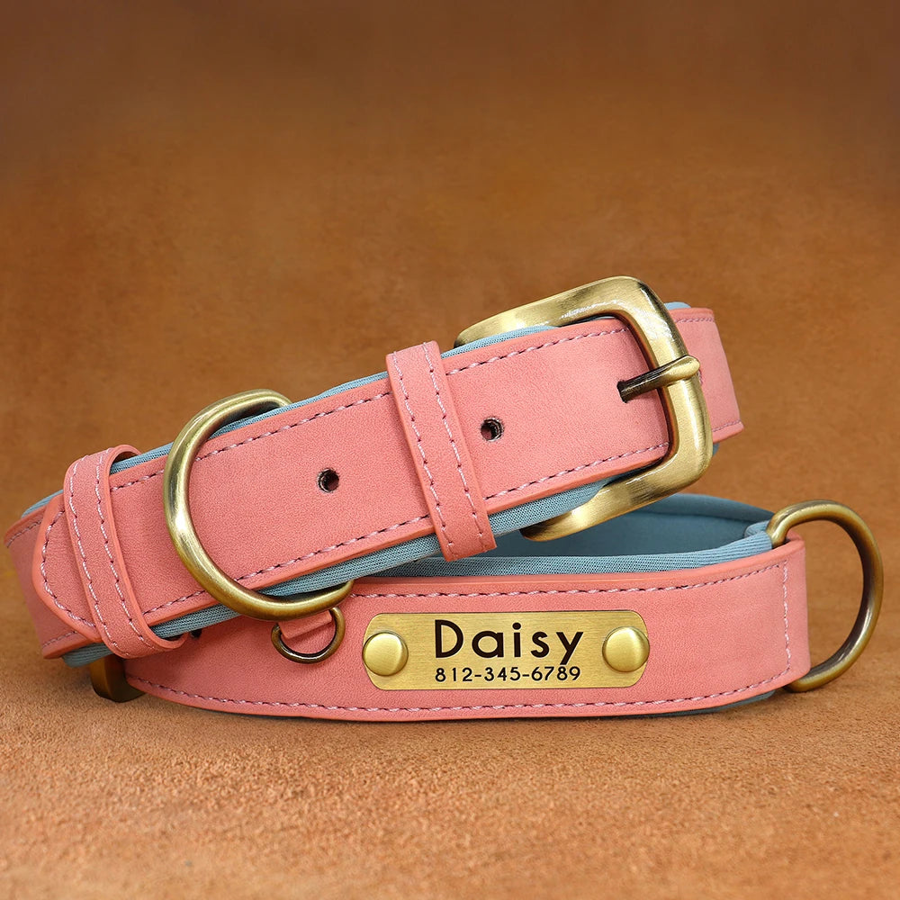 Paws & ID Custom Engraved Collar