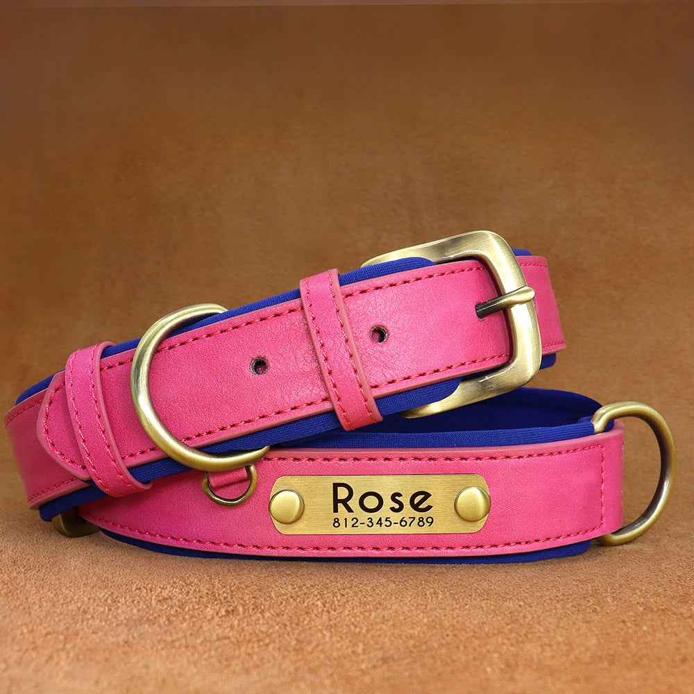 Paws & ID Custom Engraved Collar