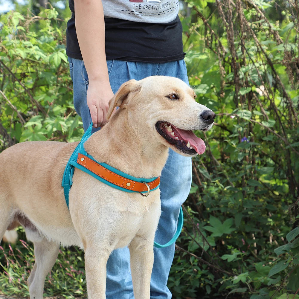 Gentle Walk Harness