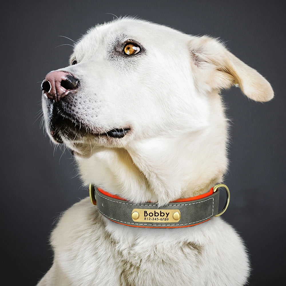 Paws & ID Custom Engraved Collar