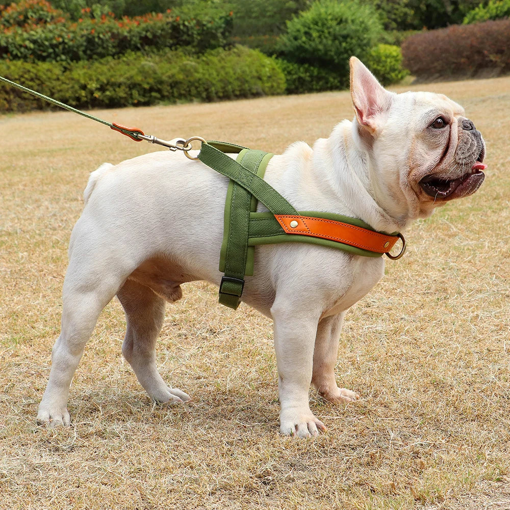 Gentle Walk Harness
